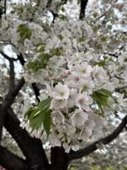 池上本門寺　満開の桜がはらはらと_b0417696_18374054.jpeg