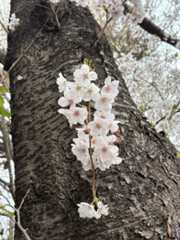 池上本門寺　満開の桜がはらはらと_b0417696_18380636.jpeg