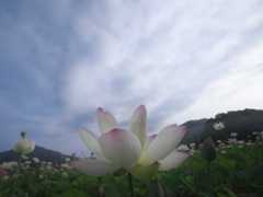 蓮 10　　　兵庫県_d0286954_05104578.jpg