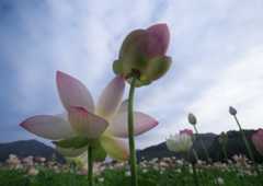 蓮 10　　　兵庫県_d0286954_05105292.jpg