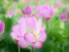 蓮 11　　　兵庫県_d0286954_04480312.jpg