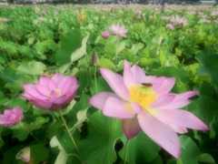 蓮 11　　　兵庫県_d0286954_04482154.jpg