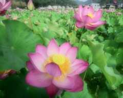 蓮 11　　　兵庫県_d0286954_04483488.jpg