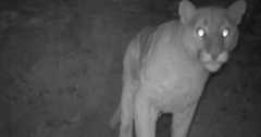 A mountain lion stands at night facing a trail camera, its eyes glowing brightly in the darkness. The background is rocky and dimly lit.
