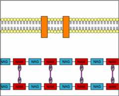 New peptidoglycan synthesis occurs at the cell division plane by way of a collection of cell division machinery known as the divisome. Bacterial enzymes called autolysins, located in the divisome, break both the glycosidic bonds at the point of growth along the existing peptidoglycan, as well as the peptide cross-bridges that link the rows of sugars together. Transglycosidase enzymes then insert and link new peptidoglycan monomers into the breaks in the peptidoglycan. Finally, transpeptidase enzymes reform the peptide cross-links between the rows and layers of peptidoglycan to make the wall strong