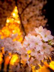 ボケの作例 広角