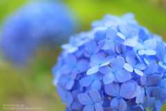 あじさいの撮り方