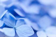 あじさいの撮り方 マクロ