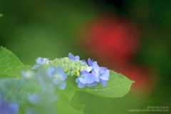 あじさいの撮り方 背景