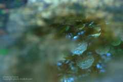 あじさいの撮り方 雨の日