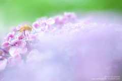 あじさいの撮り方 雨の日