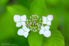 あじさいの撮り方 日の丸構図