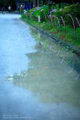 あじさいの撮り方 雨の日