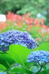 あじさいの撮り方 背景