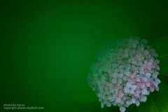 あじさいの撮り方 暗く撮る