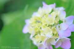 あじさいの撮り方