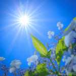 あじさい 太陽を直接入れる