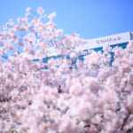 EF 50mmF1.8 II 作例