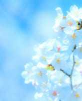 桜の撮り方