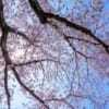 桜の撮り方 晴れた日