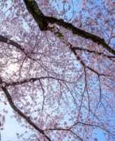 桜の撮り方 晴れた日