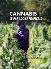 Cannabis, le paradoxe français