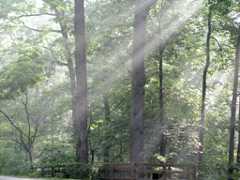 Crepuscular rays streamind down and to the left through the woods of Thomas Jefferson's Monticello, Charlottesville, Virgina