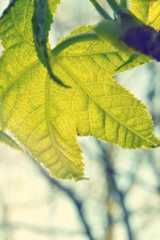 How to Start an LLC in Oregon  