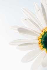 Best New Jersey LLC Formation Services 