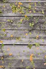 Best New Mexico LLC Formation Services  