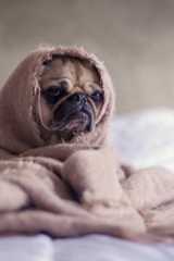 Best Wyoming LLC Formation Services 