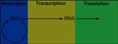 a rectangle divided into three horizontal regions, the first region has a purple background and is titled 'Replication' and has a diagram with the word 'DNA' and an arrow going from 'DNA' and circling back to it; the second region has a yellow background and is titled 'Transcription' and the diagram continues with an arrow from 'DNA' in the previous region to the word 'RNA' in this region; the third region has a green background and is titled 'Translation' and the diagram continues with an arrow from 'RNA' in the previous region going into this region and ending.