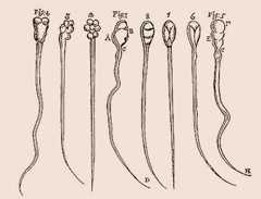 drawing of 8 cells laid out vertically. Each cell consists of a long tail and a head with the head varying from cell to cell (up to three letter labels might be attached to various parts of a head).
