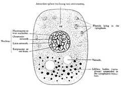 cell diagram, see caption