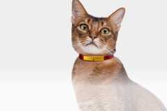 Catlog Board