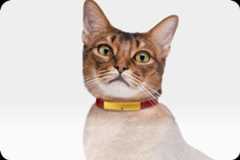 Catlog Board