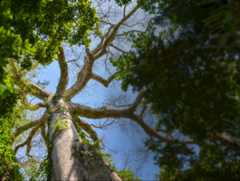 Peru 1 Peru rainforests banner