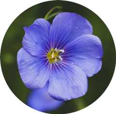 flax