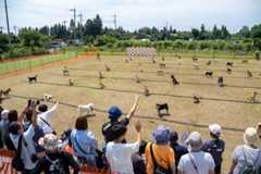 『シバのおきて』“最期まで生きる”ために