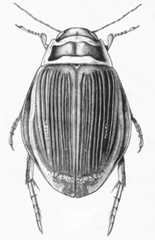 Balfour-Browne Club logo