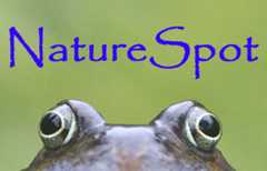 NatureSpot logo