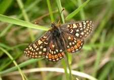 Argyll Biological Records Centre logo