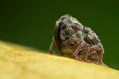 Weevil RS image.jpg