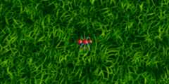 AntAnimator