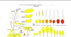 ePlant_Plant_eFP
