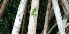 anolis_research