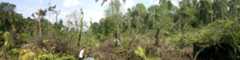 Lai_et_al_2020_JEcol_Trait_Env