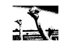 onnx-model-flask-web-deployment
