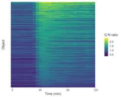 Nuclear-translocation-analysis