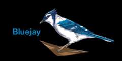 bluejay